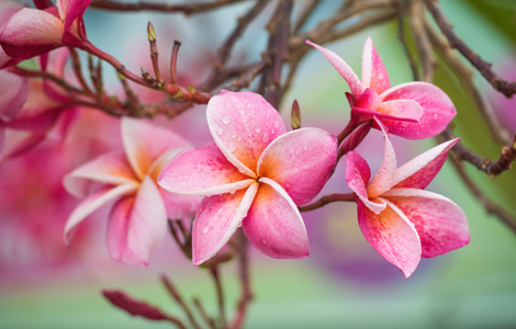 Kahuna Training - Vivi Rekus, immersio - InTouch Massage, Hawaiianische Massage, Massagetrainerin, Massagetherapeutin in Kassel/Hessen